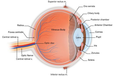 Eye Parts Chart